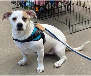 Marshmallow - Peki-a-pit - Female American Pit Bull Terrier-Pekingese Mix Dog for Adoption - Photo #2