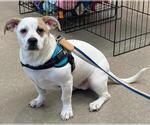 Small #1 American Pit Bull Terrier-Pekingese Mix