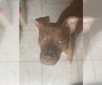 Small #2 Mutt