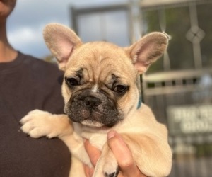 French Bulldog Puppy for sale in RANCHO CUCAMONGA, CA, USA