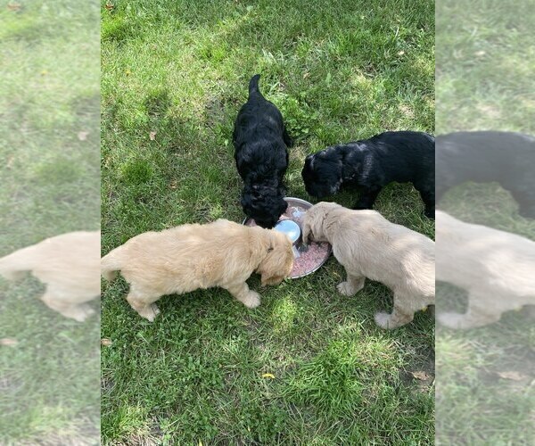 Medium Photo #1 Goldendoodle Puppy For Sale in PARKER CITY, IN, USA