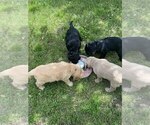 Image preview for Ad Listing. Nickname: Litter of 4