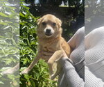 Small #1 Chihuahua