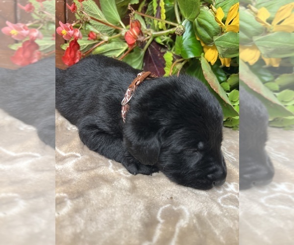 Medium Photo #11 Labrador Retriever Puppy For Sale in NEOLA, WV, USA