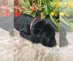 Small #10 Labrador Retriever
