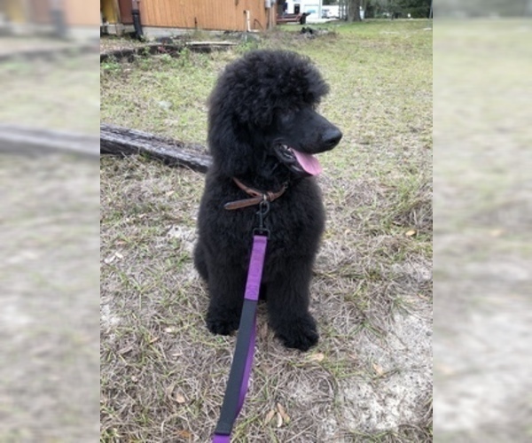 Medium Photo #5 Poodle (Standard) Puppy For Sale in LADY LAKE, FL, USA