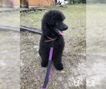 Small Photo #5 Poodle (Standard) Puppy For Sale in LADY LAKE, FL, USA