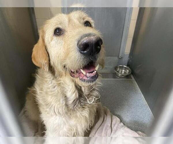 Medium Photo #1 Golden Retriever-Irish Wolfhound Mix Puppy For Sale in Orange, CA, USA