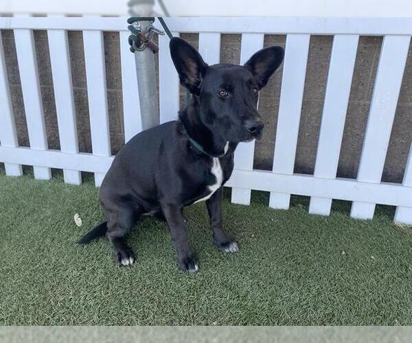 Medium Photo #1 German Shepherd Dog-Unknown Mix Puppy For Sale in Modesto, CA, USA