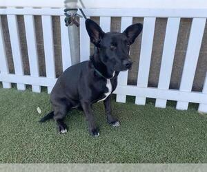 German Shepherd Dog-Unknown Mix Dogs for adoption in Modesto, CA, USA