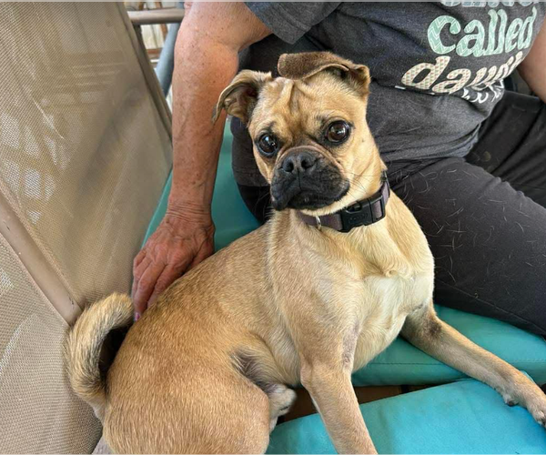 Medium Photo #1 Pug-Unknown Mix Puppy For Sale in Cranston, RI, USA