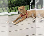 Small Photo #14 Labrador Retriever-Unknown Mix Puppy For Sale in Oakhurst, NJ, USA