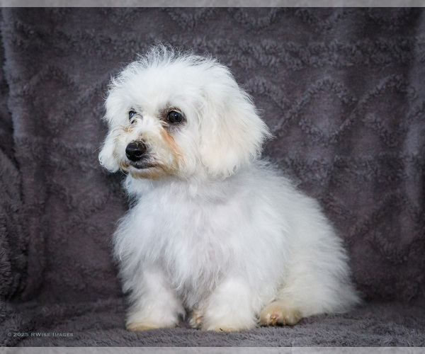 Medium Photo #6 Bichon Frise Puppy For Sale in WAKARUSA, IN, USA