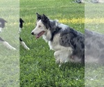 Small Photo #1 Border Collie Puppy For Sale in BERRIEN SPRINGS, MI, USA
