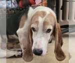 Small #9 Basset Hound