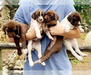 German Shorthaired Pointer Puppy for sale in MANCHACA, TX, USA