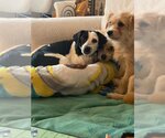 Small Photo #3 Beagle-Chihuahua Mix Puppy For Sale in Atlanta, GA, USA