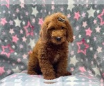 Small Photo #5 Miniature Labradoodle Puppy For Sale in LAKELAND, FL, USA