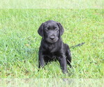 Small Photo #8 Labrador Retriever Puppy For Sale in LOVELADY, TX, USA