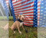 Small #1 American Pit Bull Terrier-American Staffordshire Terrier Mix
