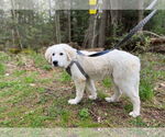 Small #2 Great Pyrenees