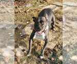 Small #1 American Pit Bull Terrier Mix