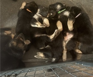 German Shepherd Dog Puppy for sale in PIERSON, FL, USA