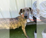 Small #2 Great Dane