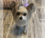Small Photo #2 Mutt Puppy For Sale in Allentown,, PA, USA