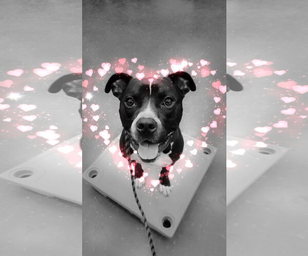 Medium Photo #1 Bulldog-Unknown Mix Puppy For Sale in COLUMBIA, MD, USA