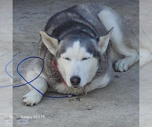 Medium Photo #1 Siberian Husky-Unknown Mix Puppy For Sale in San Antonio, TX, USA