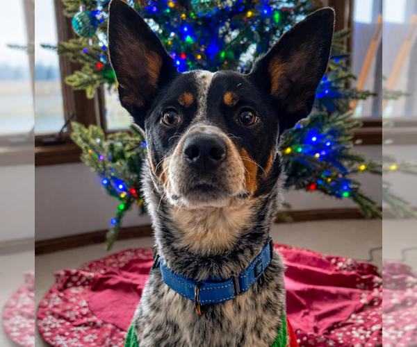 Medium Photo #1 Mutt Puppy For Sale in Garden City, NY, USA