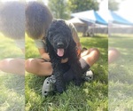 Puppy Puppy 3 Bernedoodle