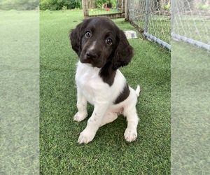 Munsterlander (Small) Puppy for sale in SAINT CLOUD, MN, USA