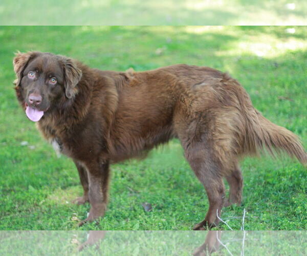 Medium Photo #3 Golden Retriever-Unknown Mix Puppy For Sale in Cookeville, TN, USA