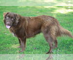 Small #2 Golden Retriever Mix