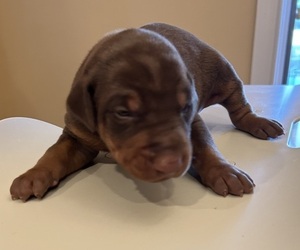 Doberman Pinscher Puppy for sale in PECK, KS, USA