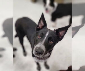 Maeve - Female Border Collie-Unknown Mix Dog for Adoption - Photo #3