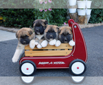 Small Akita