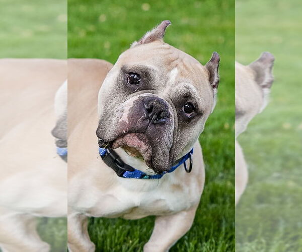 Medium Photo #3 American Bulldog-Staffordshire Bull Terrier Mix Puppy For Sale in Princeton, MN, USA