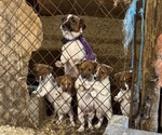 Small Photo #4 Jack Russell Terrier Puppy For Sale in MIDDLEBORO, MA, USA