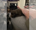 Small #4 F2 Aussiedoodle-Miniature Australian Shepherd Mix