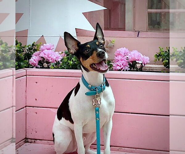 Medium Photo #4 Rat Terrier Puppy For Sale in Atlanta, GA, USA