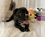 Small Photo #3 French Bulldog Puppy For Sale in JOHNS ISLAND, SC, USA