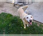 Small #1 Labrador Retriever Mix