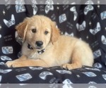 Small Photo #6 Golden Retriever Puppy For Sale in LAKELAND, FL, USA