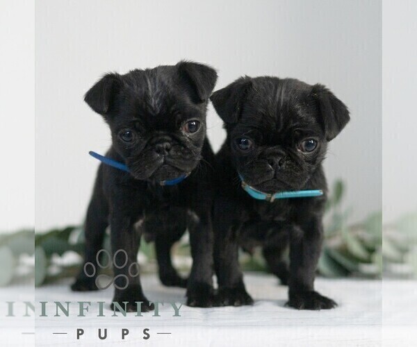 Medium Photo #2 Pug Puppy For Sale in MILL HALL, PA, USA