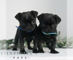 Small Photo #2 Pug Puppy For Sale in MILL HALL, PA, USA