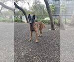 Small #3 Mutt