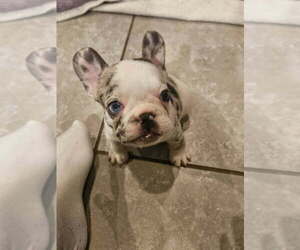 French Bulldog Puppy for sale in LEANDER, TX, USA